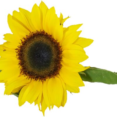 Sunflower Thumbnail